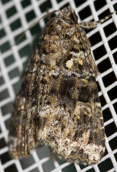 Flammèche (La) Callopistria latreillei (Duponchel, 1827)