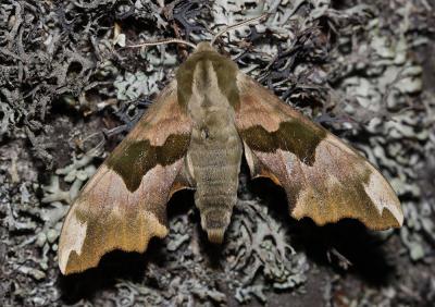 Sphinx du Tilleul (Le) Mimas tiliae (Linnaeus, 1758)