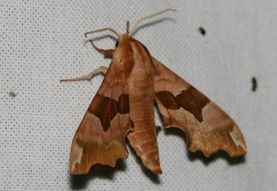 Sphinx du Tilleul (Le) Mimas tiliae (Linnaeus, 1758)
