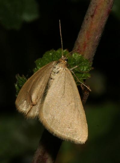Souris (La), Phalène de l'Euphorbe (La) Minoa murinata (Scopoli, 1763)