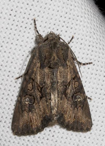 Xyline provençale (La) Mniotype solieri (Boisduval, 1829)