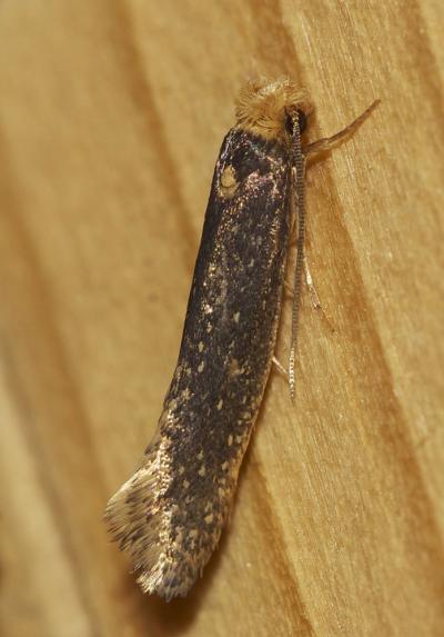  Monopis imella (Hübner, 1813)