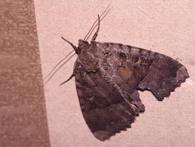 Maure Mormo maura (Linnaeus, 1758)
