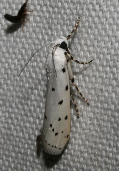  Myelois circumvoluta (Geoffroy, 1785)