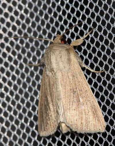 Leucanie amnicole (La) Mythimna congrua (Hübner, 1817)