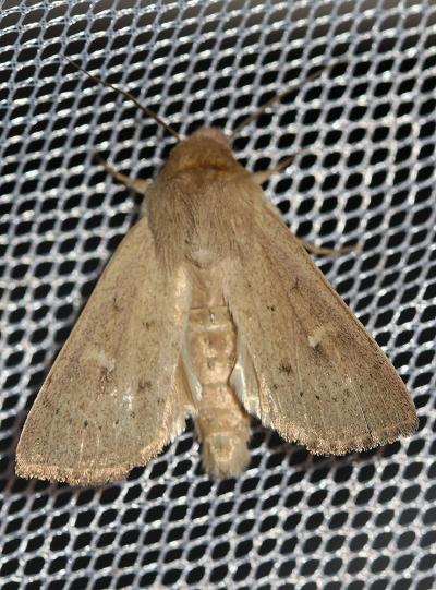 Noctuelle lythargyrée (La) Mythimna ferrago (Fabricius, 1787)