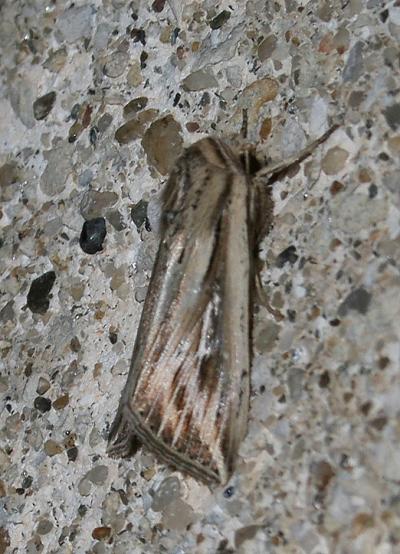 L blanc (Le) Mythimna l-album (Linnaeus, 1767)