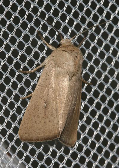 Leucanie sicilienne (La) Mythimna sicula (Treitschke, 1835)