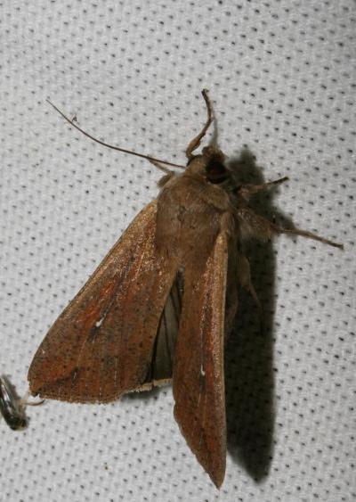 Leucanie orbicole (La) Mythimna unipuncta (Haworth, 1809)