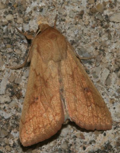 Leucanie vitelline (La) Mythimna vitellina (Hübner, 1808)
