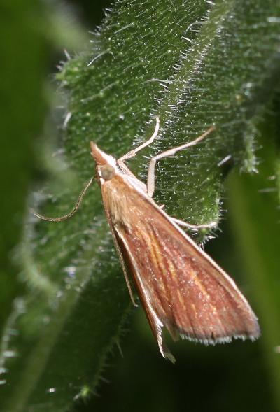  Nascia cilialis (Hübner, 1796)