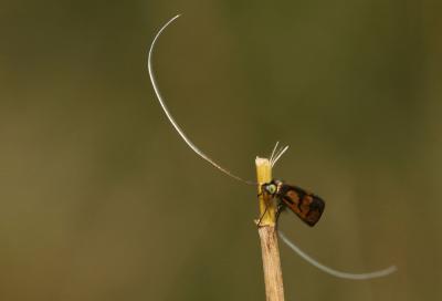  Nemophora Hoffmannsegg, 1798