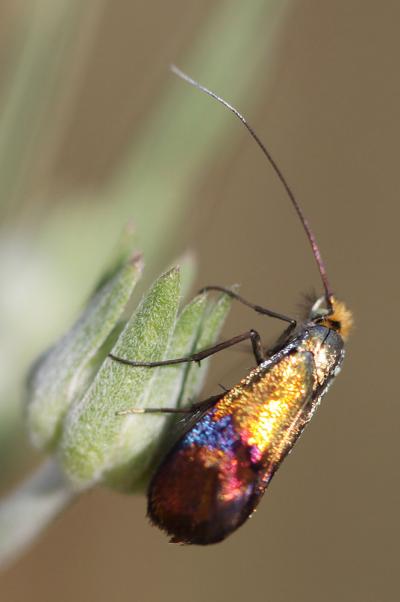  Nemophora fasciella (Fabricius, 1775)