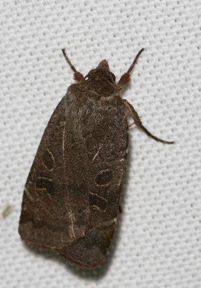 Hulotte (La) Noctua comes Hübner, 1813