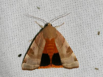 Frangée (La) Noctua fimbriata (Schreber, 1759)
