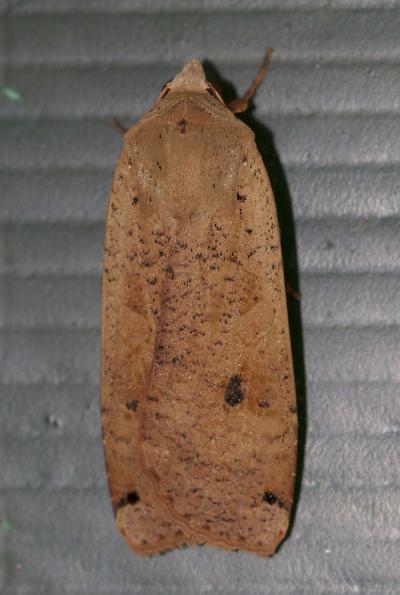 Hibou (Le) Noctua pronuba (Linnaeus, 1758)