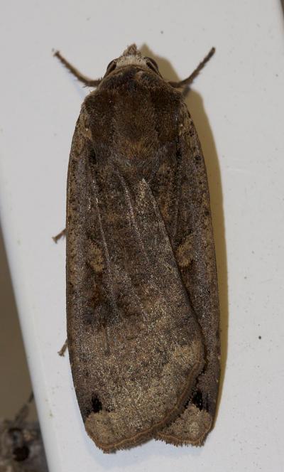 Hibou (Le) Noctua pronuba (Linnaeus, 1758)