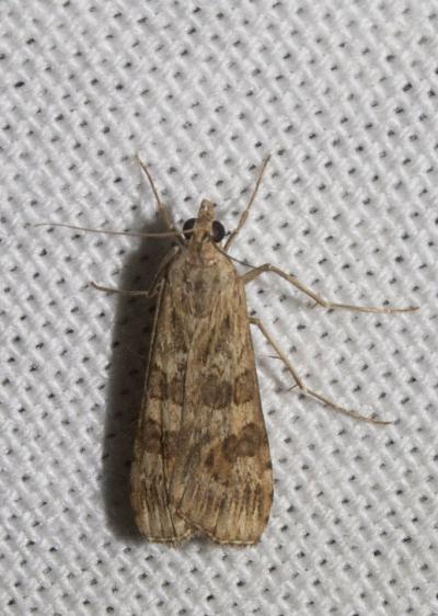  Nomophila noctuella (Denis & Schiffermüller, 1775)