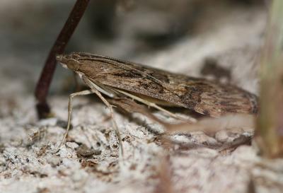  Nomophila noctuella (Denis & Schiffermüller, 1775)
