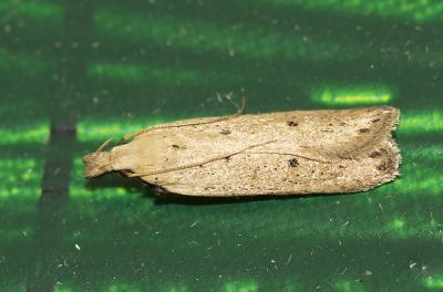  Nothris verbascella (Denis & Schiffermüller, 1775)