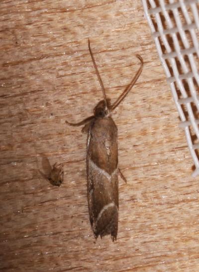  Nyctegretis lineana (Scopoli, 1786)