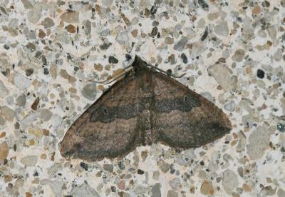 Escortée (L'), Phalène dimorphe (La) Nycterosea obstipata (Fabricius, 1794)