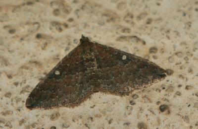 Escortée (L'), Phalène dimorphe (La) Nycterosea obstipata (Fabricius, 1794)
