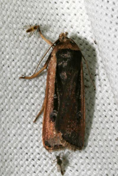 Agrotide à ventre blanc (L') Ochropleura leucogaster (Freyer, 1831)