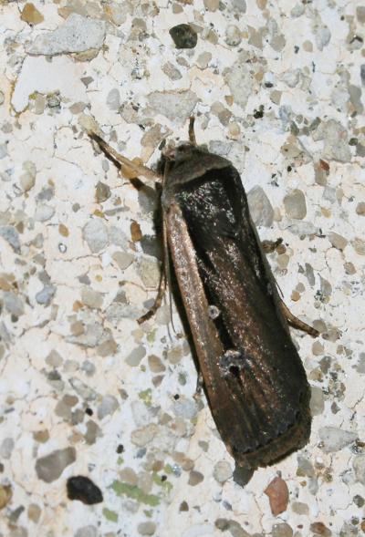 Agrotide à ventre blanc (L') Ochropleura leucogaster (Freyer, 1831)