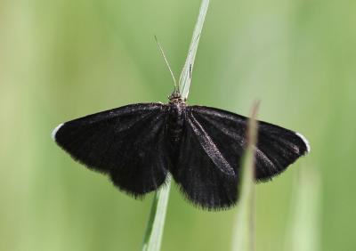 Ramoneur (Le), Tanagre du Cerfeuil (Le) Odezia atrata (Linnaeus, 1758)