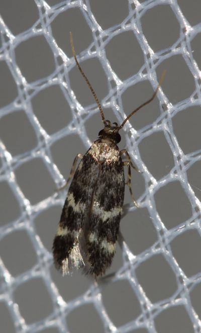  Oegoconia 