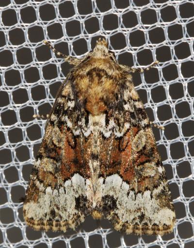 Noctuelle du Dactyle (La) Oligia strigilis (Linnaeus, 1758)