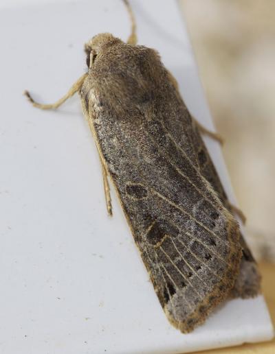  Agrochola lunosa (Haworth, 1809)