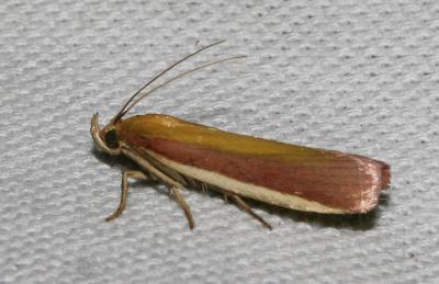  Oncocera semirubella (Scopoli, 1763)