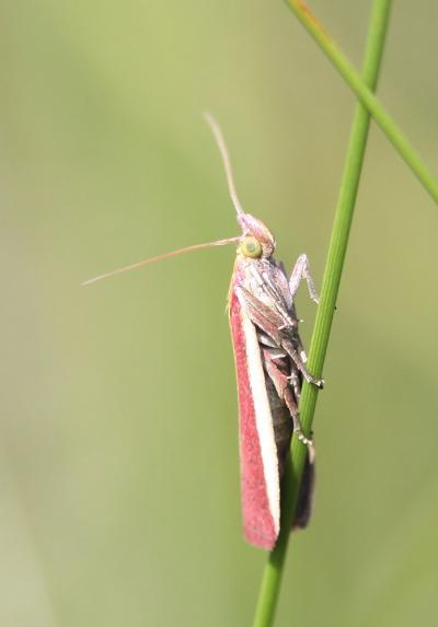  Oncocera semirubella (Scopoli, 1763)