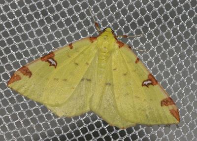 Citronnelle rouillée (La) Opisthograptis luteolata (Linnaeus, 1758)
