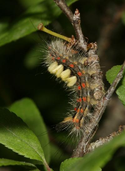 Etoilée (L'), Bombyx antique (Le) Orgyia antiqua (Linnaeus, 1758)