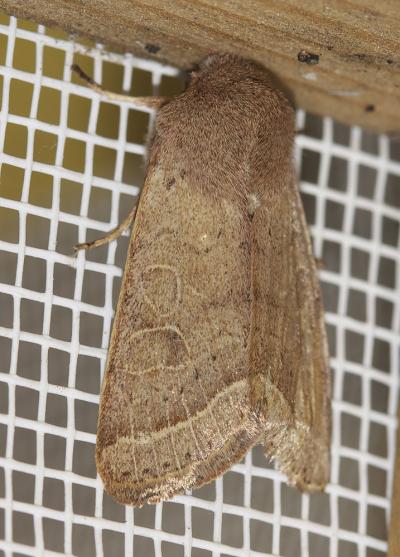 Orthosie du Cerisier (L') Orthosia cerasi (Fabricius, 1775)