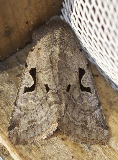 Gothique (La) Orthosia gothica (Linnaeus, 1758)