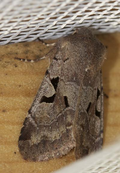 Gothique (La) Orthosia gothica (Linnaeus, 1758)