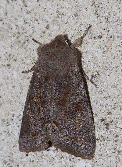 Orthosie variable (L') Orthosia incerta (Hufnagel, 1766)