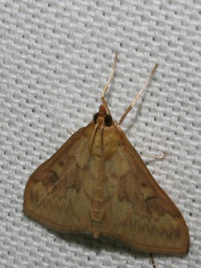  Ostrinia nubilalis (Hübner, 1796)