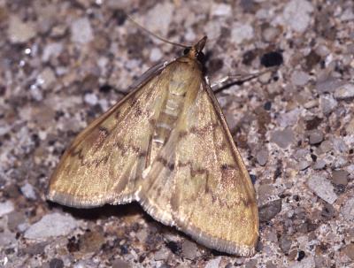  Ostrinia nubilalis (Hübner, 1796)