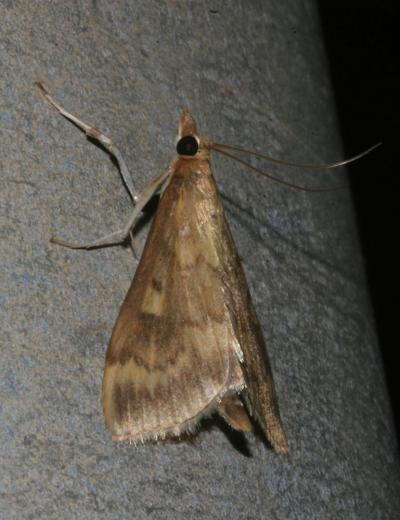  Ostrinia nubilalis (Hübner, 1796)