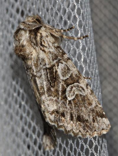 Coureuse (La) Pachetra sagittigera (Hufnagel, 1766)