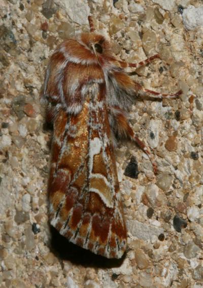 Noctuelle du Pin (La) Panolis flammea (Denis & Schiffermüller, 1775)