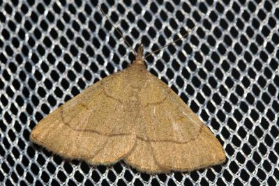 Herminie dérivée (L') Paracolax tristalis (Fabricius, 1794)