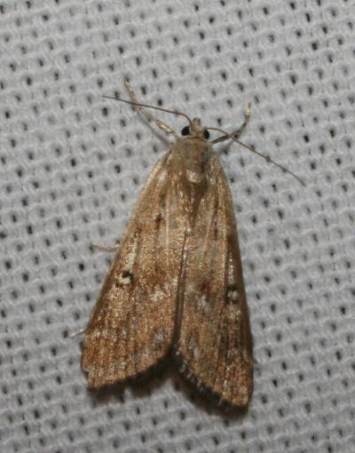  Parapoynx stratiotata (Linnaeus, 1758)