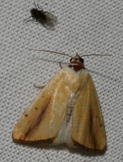 Xanthode de la Lavathère (La) Pardoxia graellsi (Feisthamel, 1837)