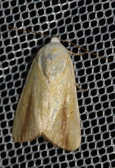 Xanthode de la Lavathère (La) Pardoxia graellsi (Feisthamel, 1837)